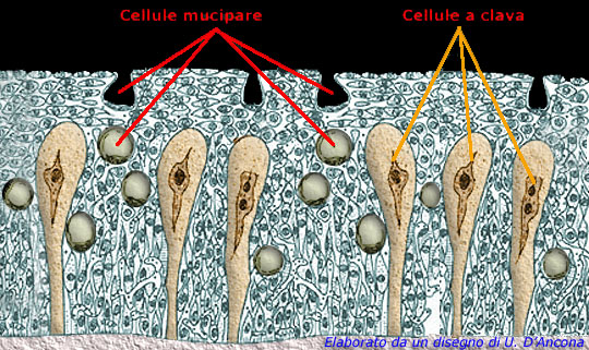 MUCB5: illustrazione delle cellule mucipare e delle cellule a clava